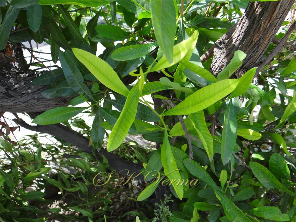  Leafy branches